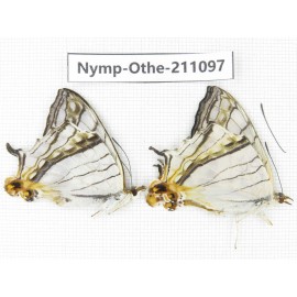 Cyrestis thyodamas. China, Gansu, Wenxian county. 2M. Nymp-Othe-211097.