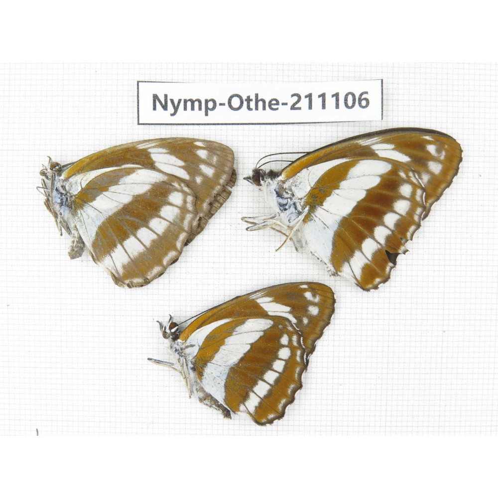 Athyma jina ssp. China, Gansu, Wenxian county. 3M. Nymp-Othe-211106.