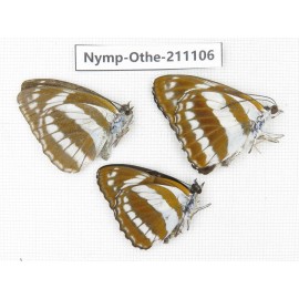 Athyma jina ssp. China, Gansu, Wenxian county. 3M. Nymp-Othe-211106.