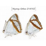 Mimathyma chevana. China, Gansu, Wenxian county. 2M. Nymp-Othe-214162.