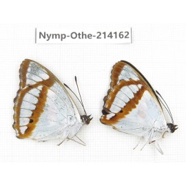 Mimathyma chevana. China, Gansu, Wenxian county. 2M. Nymp-Othe-214162.
