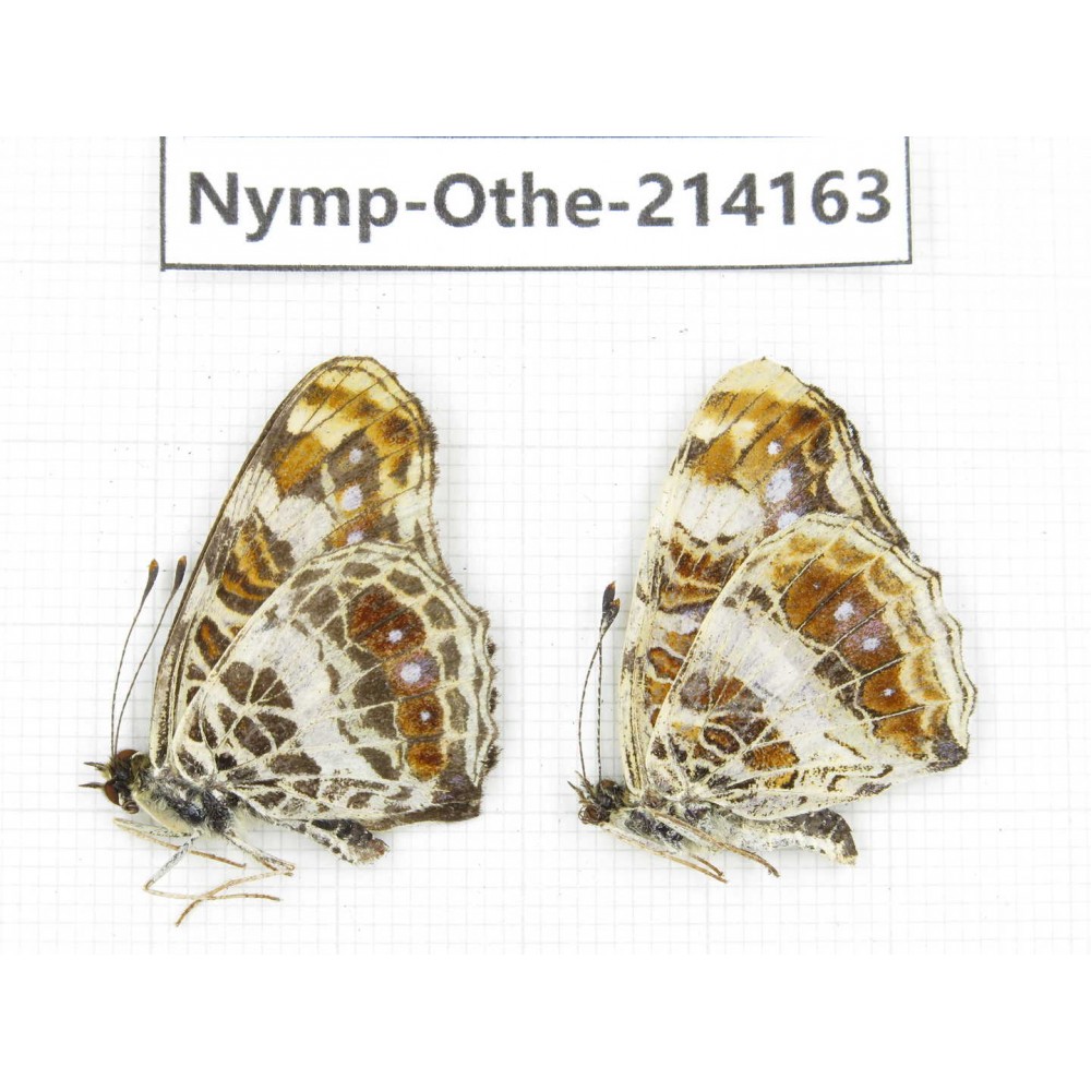 Araschnia doris ssp. China, Gansu, Wenxian county. 1P. Nymp-Othe-214163.