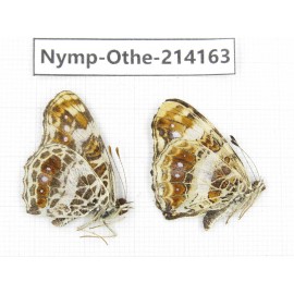 Araschnia doris ssp. China, Gansu, Wenxian county. 1P. Nymp-Othe-214163.