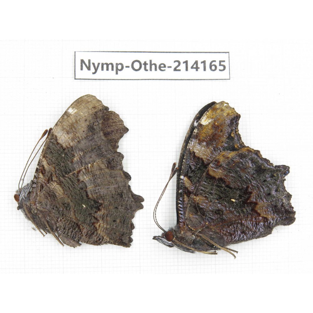 Kaniska canace ssp. China, Gansu, Wenxian county. 2F. Nymp-Othe-214165.
