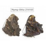 Kaniska canace ssp. China, Gansu, Wenxian county. 2F. Nymp-Othe-214165.