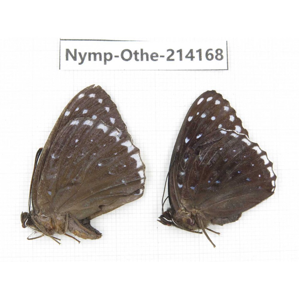 Stibochiona nicea ssp. China, Gansu, Wenxian county. 1P. Nymp-Othe-214168.