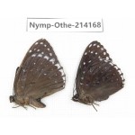 Stibochiona nicea ssp. China, Gansu, Wenxian county. 1P. Nymp-Othe-214168.