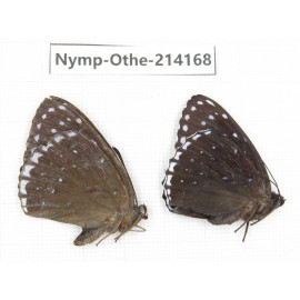 Stibochiona nicea ssp. China, Gansu, Wenxian county. 1P. Nymp-Othe-214168.
