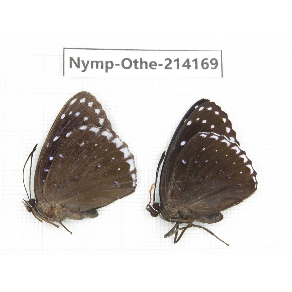 Stibochiona nicea ssp. China, Gansu, Wenxian county. 1P. Nymp-Othe-214169.