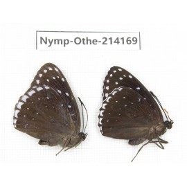 Stibochiona nicea ssp. China, Gansu, Wenxian county. 1P. Nymp-Othe-214169.