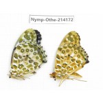 Argyreus hyperbius ssp. China, Gansu, Wenxian county. 1P. Nymp-Othe-214172.