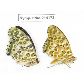 Argyreus hyperbius ssp. China, Gansu, Wenxian county. 1P. Nymp-Othe-214172.
