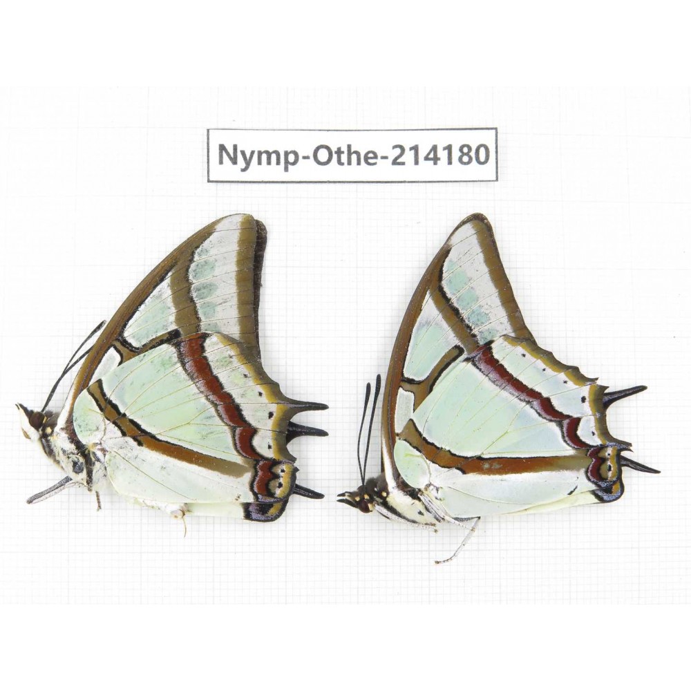 Polyura narcaea ssp. China, Gansu, Wenxian county. 2M. Nymp-Othe-214180.
