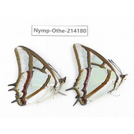 Polyura narcaea ssp. China, Gansu, Wenxian county. 2M. Nymp-Othe-214180.