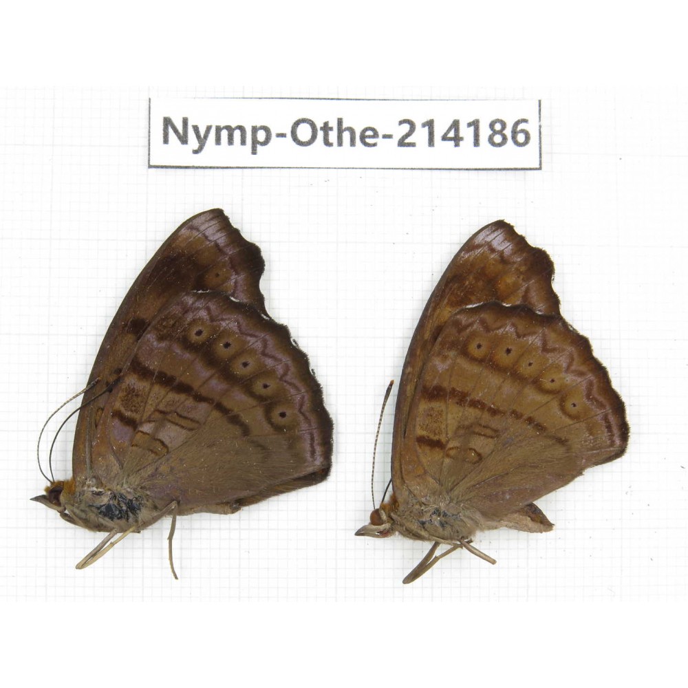 Pseudergolis wedah. China, Gansu, Wenxian county. 2M. Nymp-Othe-214186.