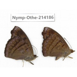 Pseudergolis wedah. China, Gansu, Wenxian county. 2M. Nymp-Othe-214186.