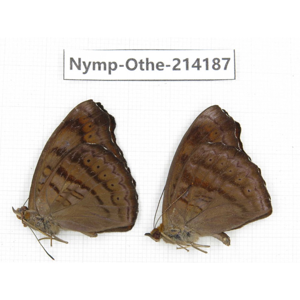 Pseudergolis wedah. China, Gansu, Wenxian county. 2M. Nymp-Othe-214187.