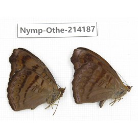 Pseudergolis wedah. China, Gansu, Wenxian county. 2M. Nymp-Othe-214187.