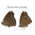 Pseudergolis wedah. China, Gansu, Wenxian county. 1P. Nymp-Othe-214188.
