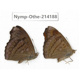 Pseudergolis wedah. China, Gansu, Wenxian county. 1P. Nymp-Othe-214188.