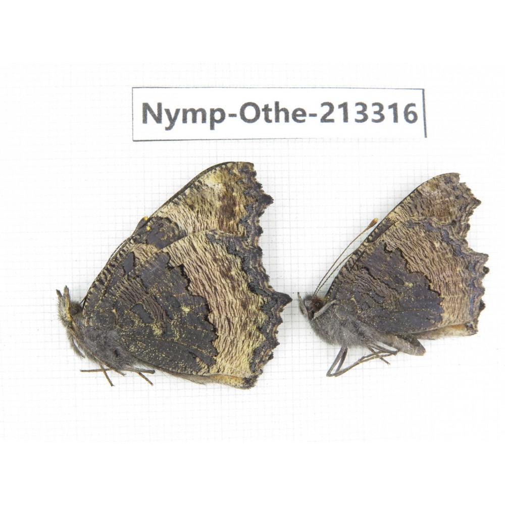 Aglais urticae ssp. China, Gansu, Wuwei, Tianzhu county, Qilian town. 1P. Nymp-Othe-213316.