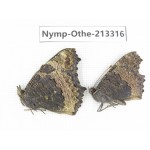 Aglais urticae ssp. China, Gansu, Wuwei, Tianzhu county, Qilian town. 1P. Nymp-Othe-213316.