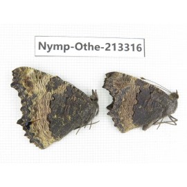 Aglais urticae ssp. China, Gansu, Wuwei, Tianzhu county, Qilian town. 1P. Nymp-Othe-213316.