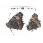 Aglais urticae ssp. China, Gansu, Wuwei, Tianzhu county, Qilian town. 1P. Nymp-Othe-213318.