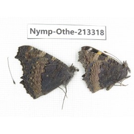 Aglais urticae ssp. China, Gansu, Wuwei, Tianzhu county, Qilian town. 1P. Nymp-Othe-213318.