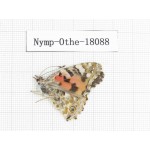 Vanessa cardui ssp. China, Gansu, Xiahe county. 1M. Nymp-Othe-18088.