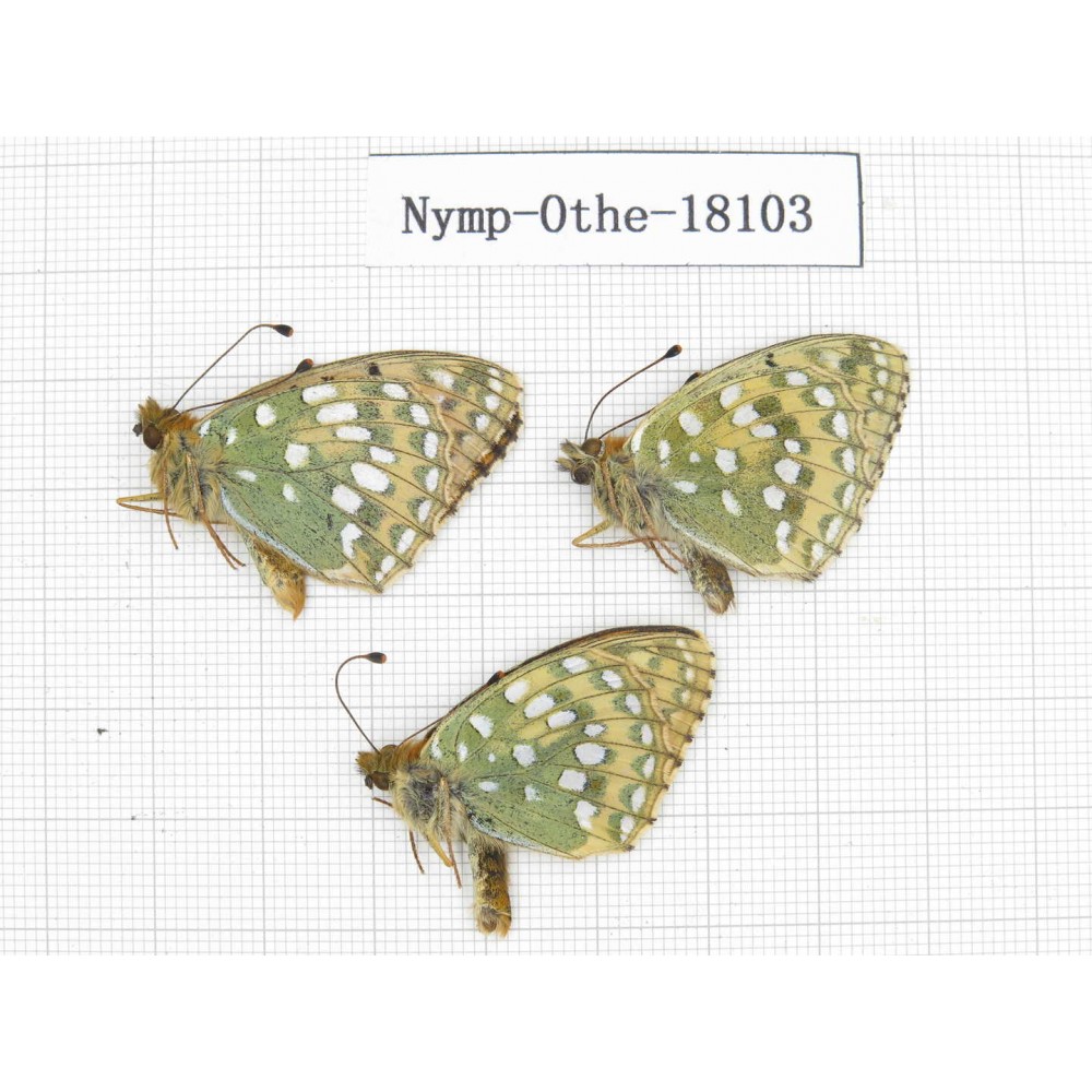 Speyeria aglaja. China, Gansu, Xiahe county. 3M. Nymp-Othe-18103.