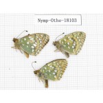 Speyeria aglaja. China, Gansu, Xiahe county. 3M. Nymp-Othe-18103.