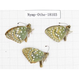 Speyeria aglaja. China, Gansu, Xiahe county. 3M. Nymp-Othe-18103.