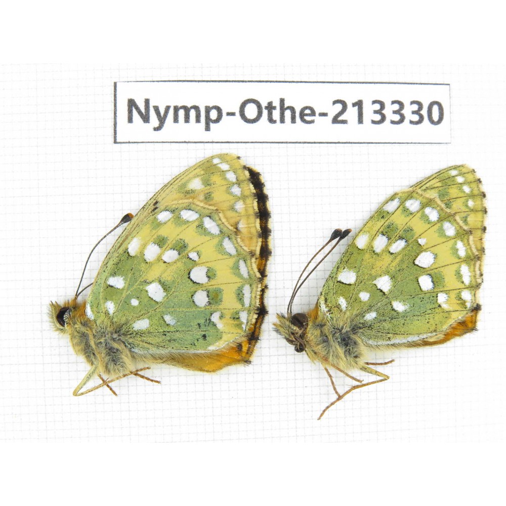 Speyeria aglaja. China, Gansu, Xiahe county. 2M. Nymp-Othe-213330.