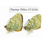 Speyeria aglaja. China, Gansu, Xiahe county. 2M. Nymp-Othe-213330.