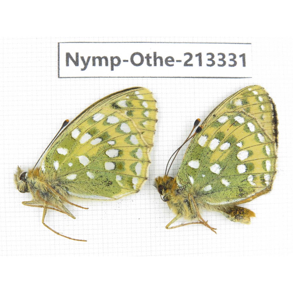 Speyeria aglaja. China, Gansu, Xiahe county. 2M. Nymp-Othe-213331.