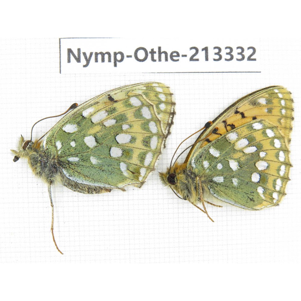 Speyeria aglaja. China, Gansu, Xiahe county. 1P. Nymp-Othe-213332.