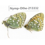 Speyeria aglaja. China, Gansu, Xiahe county. 1P. Nymp-Othe-213332.