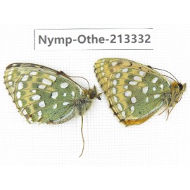 Speyeria aglaja. China, Gansu, Xiahe county. 1P. Nymp-Othe-213332.
