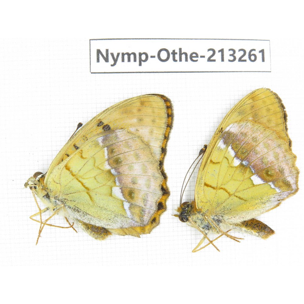 Argyronome laodice ssp. China, Gansu, Yuzhong county, Mt.Xinglongshan. 2M. Nymp-Othe-213261.