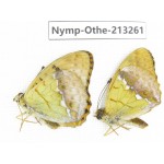 Argyronome laodice ssp. China, Gansu, Yuzhong county, Mt.Xinglongshan. 2M. Nymp-Othe-213261.