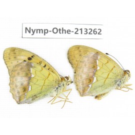 Argyronome laodice ssp. China, Gansu, Yuzhong county, Mt.Xinglongshan. 2M. Nymp-Othe-213262.