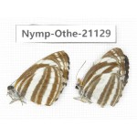 Neptis  sappho. China, Guangxi, Baise area, Pingguo county. 2M. Nymp-Othe-21129.