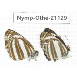 Neptis  sappho. China, Guangxi, Baise area, Pingguo county. 2M. Nymp-Othe-21129.