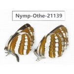 Neptis hylas. China, Guangxi, Baise area, Pingguo county. 2M. Nymp-Othe-21139.