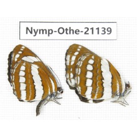 Neptis hylas. China, Guangxi, Baise area, Pingguo county. 2M. Nymp-Othe-21139.