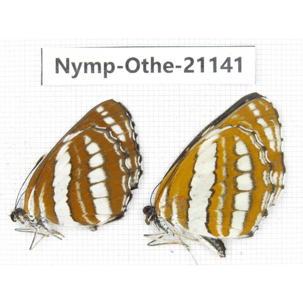 Neptis hylas. China, Guangxi, Baise area, Pingguo county. 2M. Nymp-Othe-21141.