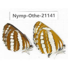 Neptis hylas. China, Guangxi, Baise area, Pingguo county. 2M. Nymp-Othe-21141.