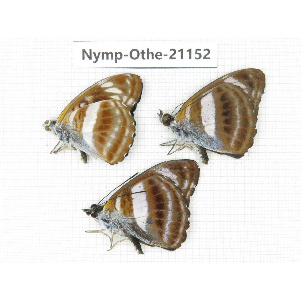Athyma selenophora. China, Guangxi, Baise area, Pingguo county. 3M. Nymp-Othe-21152.