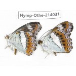 Moduza procris. China, Guangxi, Baise, Mt.Cenwanglaoshan. 2M. Nymp-Othe-214031.